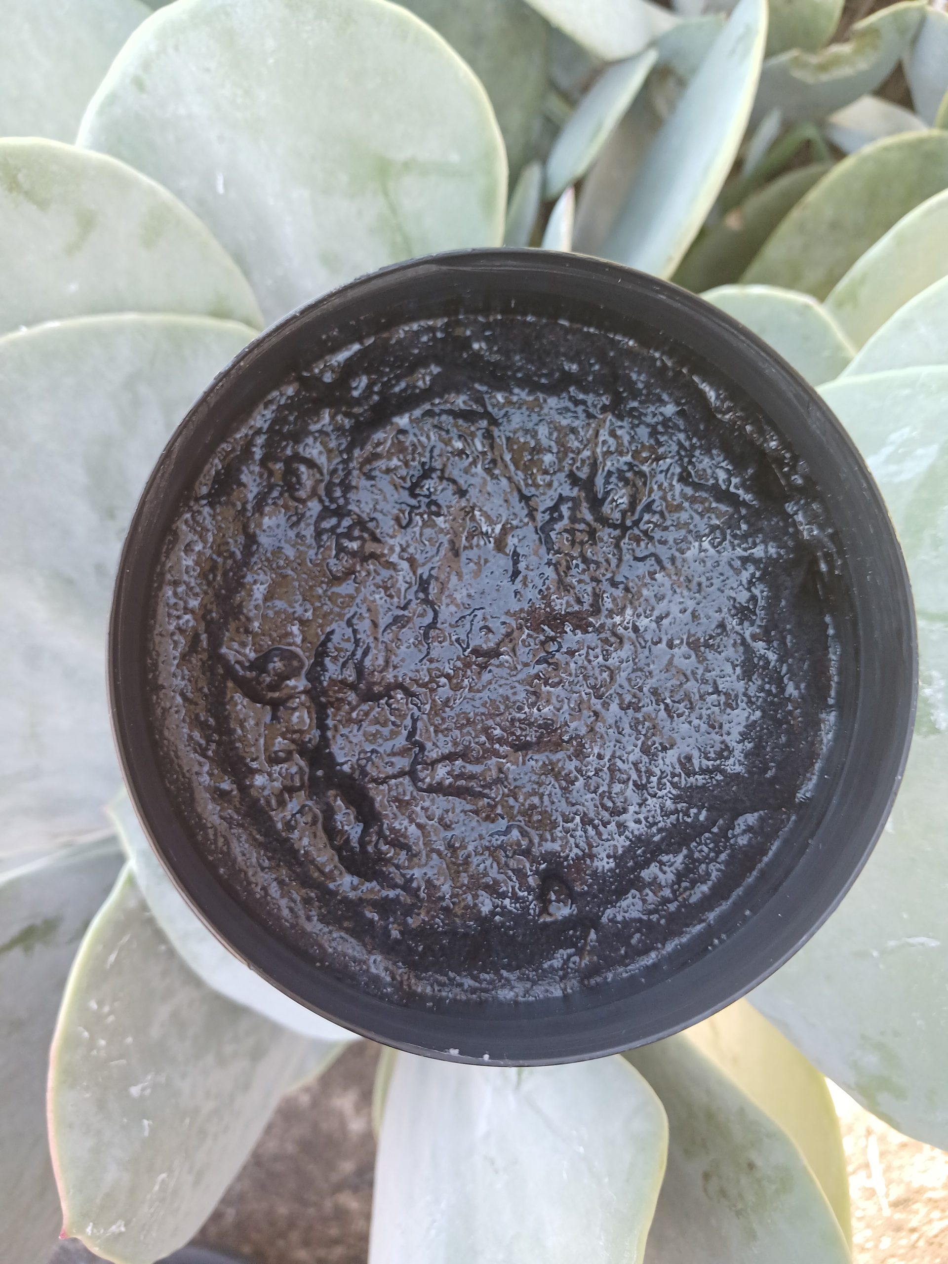charcoal Scrub